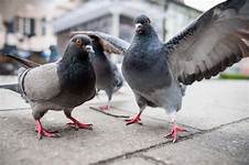 Do Pet Pigeons Poop Everywhere?