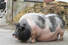 Are Pot Bellied Pigs Good Pets?