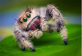 Can You Have a Jumping Spider as a Pet?