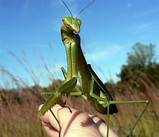 Can A Praying Mantis Be A Pet?