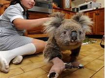 Can You Have a Pet Koala?