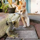 Can You Have an Iguana as a Pet?