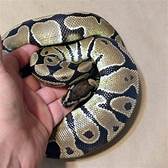 Are Pet Snakes Friendly?