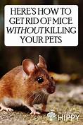 How to Kill Mice Without Harming Pets