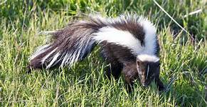 Can You Keep a Skunk as a Pet?