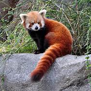 Can I Get a Red Panda as a Pet?