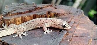 Can You Have a Salamander as a Pet?