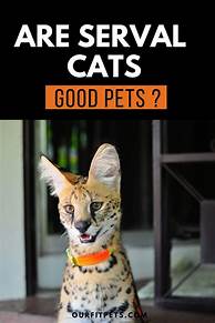 Are Serval Cats Good Pets?