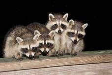 Can I Have a Pet Raccoon in Missouri?