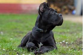 Is a Cane Corso Dog a Good Pet?