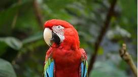 How Long Do Parrots Live for as Pets?