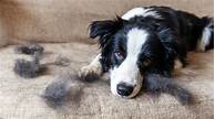 How to Get Rid of Pet Hair in House