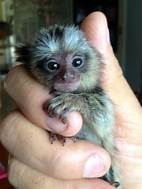 Are Marmosets Good Pets?