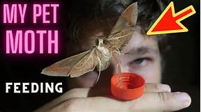 How to Keep a Pet Moth