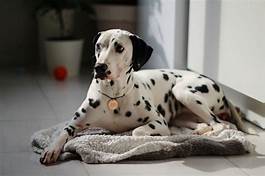 Are Dalmatians Good Pets? Everything You Need to Know