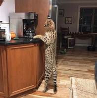 Can You Have a Serval Cat as a Pet?