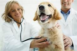 Does Pet Insurance Pay the Vet Directly?