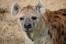 Do Hyenas Make Good Pets?