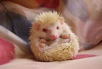 How Long Do Hedgehog Pets Live?