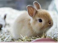 How Long Does a Bunny Live as a Pet?
