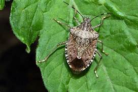 Can You Keep a Stink Bug as a Pet?