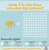 Can I Have Fleas Without Pets?
