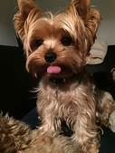How Are Yorkies as Pets?