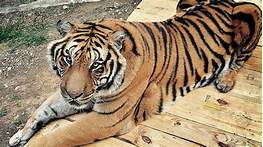 How Can You Get a Pet Tiger?