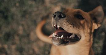 Does Lemonade Pet Insurance Cover Dental?