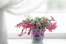 Is Christmas Cactus Poisonous to Pets?