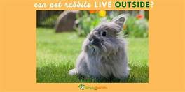 Can Pet Rabbits Live Outdoors?
