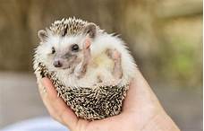 Can You Get a Hedgehog as a Pet?