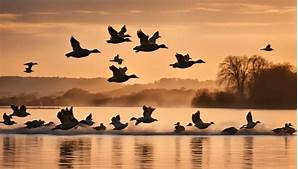 Do Pet Ducks Fly Away?