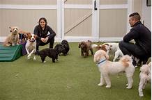 How Much is Pet Daycare?