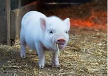 Are Teacup Pigs Good Pets?