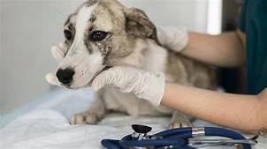 How Much Is a Pet Checkup?