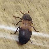 Are Dermestid Beetles Harmful to Pets?