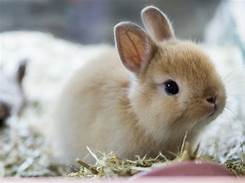 How Long Can a Pet Rabbit Live?