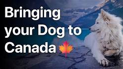Can You Take Pets into Canada?