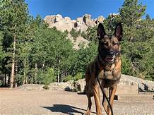 Are Pets Allowed at Mount Rushmore?