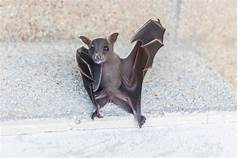 Can You Keep Bats as Pets?