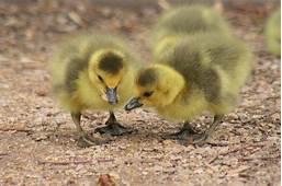 How to Take Care of a Pet Duckling