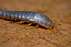 Are Silverfish Harmful to Pets?