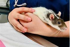How Long Do Rats Live As Pets?