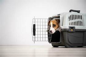 How to Ship Pets to Another State