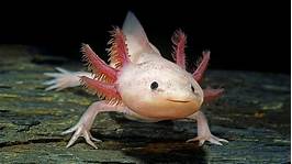 Can You Keep an Axolotl as a Pet?