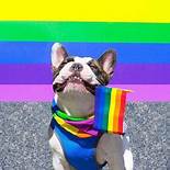 Is Pet Pride Good for Dogs?