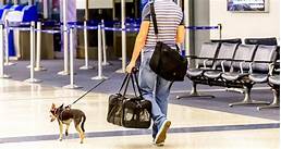 Does Allegiant Air Allow Pets in Cabin?