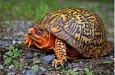 Can You Keep an Eastern Box Turtle as a Pet?