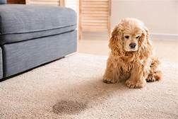 How Do You Get Pet Odor Out of Carpet